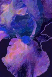 Iris bleu
